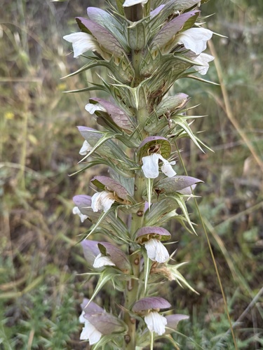 Spiny Bear's-breech