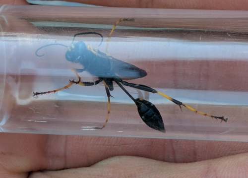 Yellow-legged Mud-dauber Wasp