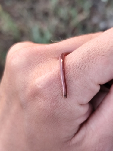 Eurasian Blind Snake