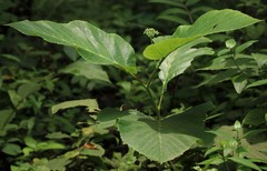 Leea macrophylla