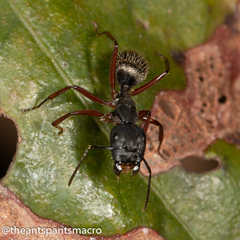 Camponotus hartogi