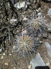 Mammillaria compressa compressa