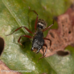 Camponotus hartogi