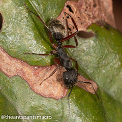 Camponotus hartogi