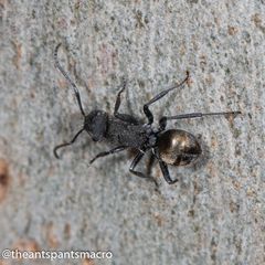 Polyrhachis erato