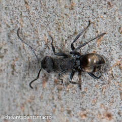 Polyrhachis erato