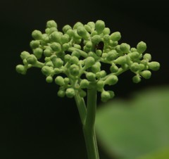 Leea macrophylla
