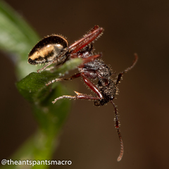 Dolichoderus extensispinus