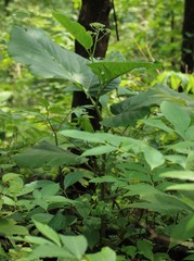 Leea macrophylla