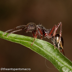 Dolichoderus extensispinus