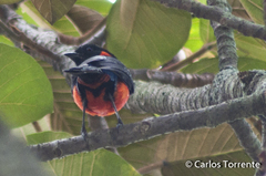 Anisognathus igniventris