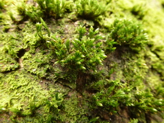 Orthotrichum stramineum