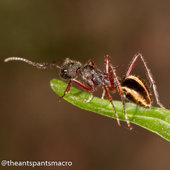 Dolichoderus extensispinus