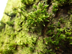 Orthotrichum stramineum