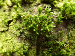 Orthotrichum stramineum