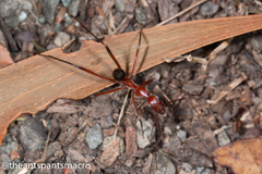 Leptomyrmex tibialis
