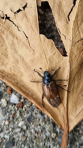 Garden Chafer, 2051 EV Overveen, Netherlands, photo 10 of 10