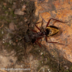 Dolichoderus extensispinus