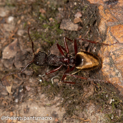 Dolichoderus extensispinus