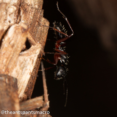 Camponotus hartogi