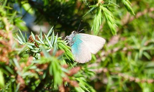 Green Hairstreak