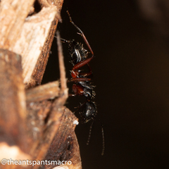 Camponotus hartogi