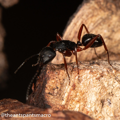 Camponotus hartogi