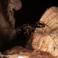 Camponotus hartogi