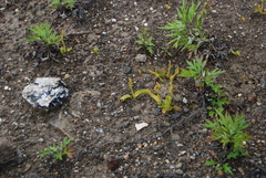 Ophioglossum thermale