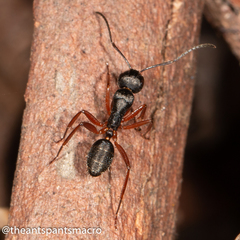 Camponotus hartogi