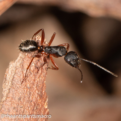 Camponotus hartogi