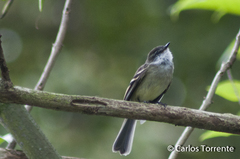 Mecocerculus leucophrys