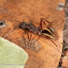 Dolichoderus extensispinus