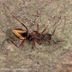 Dolichoderus extensispinus