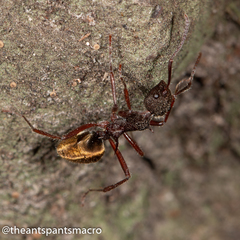 Dolichoderus extensispinus