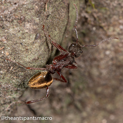 Dolichoderus extensispinus