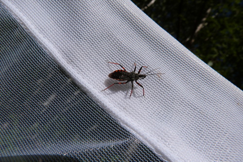 Rhynocoris annulatus
