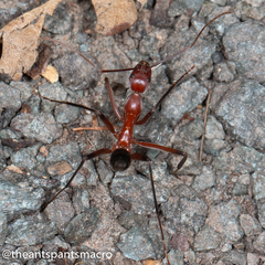 Leptomyrmex tibialis