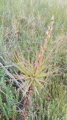 Roridulaceae