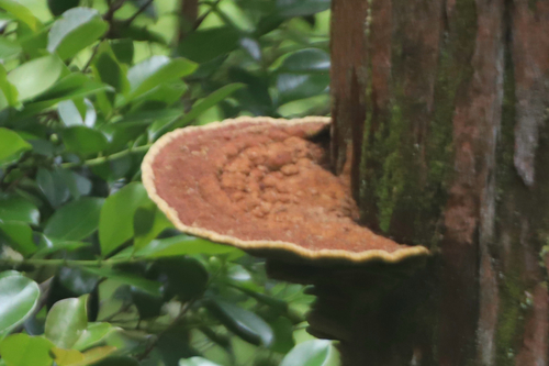 Phellinus gilvus observed 2026-05-26