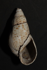 Esperiana esperi