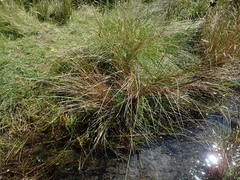 Carex buchananii