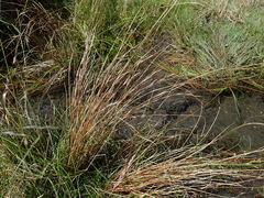 Carex buchananii