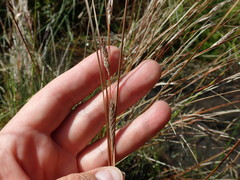 Carex buchananii