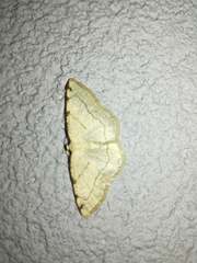 Stegania trimaculata