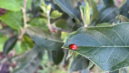 Seven-spotted Lady Beetle