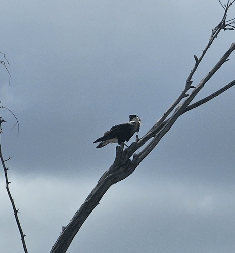 Crested Caracara