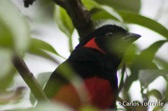 Anisognathus igniventris