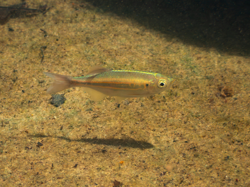Queen danio (Devario regina) — Cyprinidae — 5
