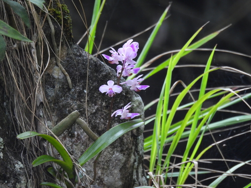 Aerides crispa, 2026-05-27